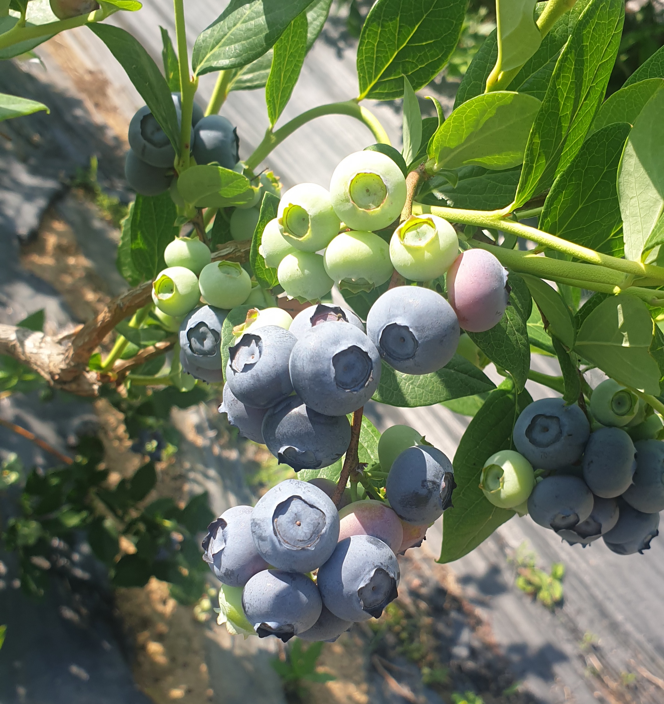 호미 하나로 시작한 양평 농부, 수박·블루베리로 꿈을 짓다